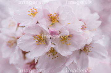 桜 アップ 桜の花びら 満開】(写真)の画像素材 花・植物の写真素材