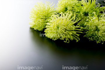 緑色の花 の画像素材 花 植物の写真素材ならイメージナビ
