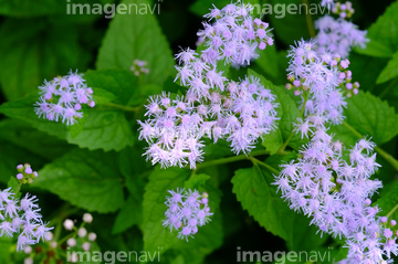 薄紫の花 の画像素材 花 植物の写真素材ならイメージナビ