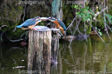 青い鳥 綺麗 ロイヤリティフリー の画像素材 季節 形態別食べ物 食べ物の写真素材ならイメージナビ