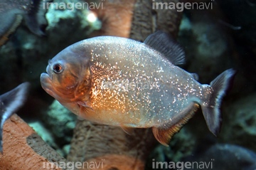 肉食魚 の画像素材 ペット 生き物の写真素材ならイメージナビ