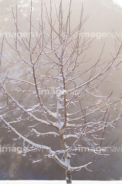 季美の森 冬 の画像素材 気象 天気 自然 風景の写真素材ならイメージナビ