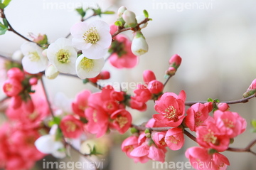 花 植物 花 つぼみ の画像素材 写真素材ならイメージナビ