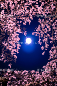 桜の国 桜の言葉 夜桜 月と桜 の画像素材 樹木 花 植物の写真素材ならイメージナビ