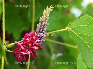 葛花 の画像素材 葉 花 植物の写真素材ならイメージナビ