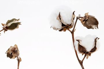 綿花 花の部分 ナチュラル ロイヤリティフリー の画像素材 バックグラウンド イラスト Cgの写真素材ならイメージナビ