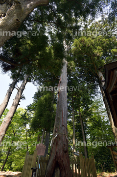 箱根神社 安産杉 の画像素材 樹木 花 植物の写真素材ならイメージナビ