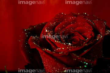 深紅の薔薇 の画像素材 花 植物の写真素材ならイメージナビ