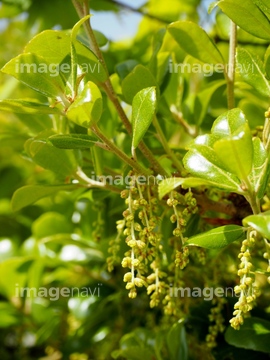 馬目樫の花 の画像素材 葉 花 植物の写真素材ならイメージナビ