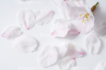 桜 テクスチャー 桜の花びら の画像素材 花 植物の写真素材ならイメージナビ