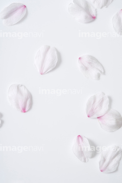 桜 テクスチャー 桜の花びら の画像素材 花 植物の写真素材ならイメージナビ 桜 テクスチャー 桜の花びら の画像素材 花 植物の写真素材ならイメージナビ
