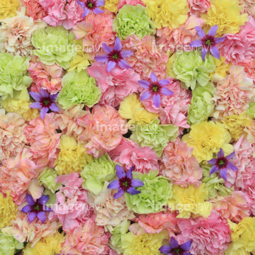 花 敷き詰める 明るい 明暗 の画像素材 花 植物の写真素材ならイメージナビ