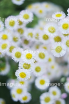 ハルジオン の画像素材 花 植物の写真素材ならイメージナビ