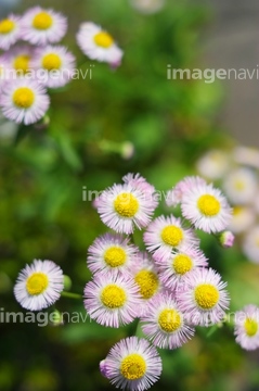 ハルジオン の画像素材 花 植物の写真素材ならイメージナビ