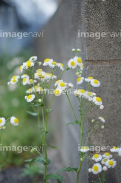 ハルジオン の画像素材 花 植物の写真素材ならイメージナビ