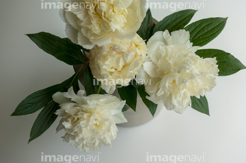 大きな花 の画像素材 花 植物の写真素材ならイメージナビ
