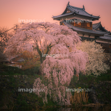 枝垂れ桜 の画像素材 樹木 花 植物の写真素材ならイメージナビ