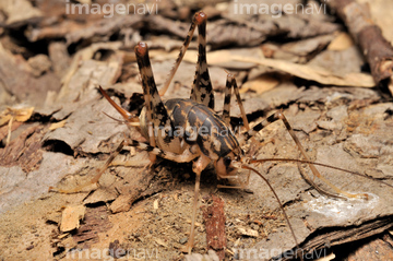 カマドウマ の画像素材 虫 昆虫 生き物の写真素材ならイメージナビ