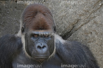 ゴリラ の画像素材 陸の動物 生き物の写真素材ならイメージナビ