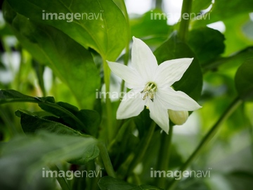 鷹の爪の花 の画像素材 調味料 香辛料 食べ物の写真素材ならイメージナビ