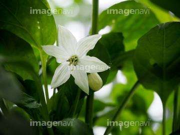 鷹の爪の花 の画像素材 調味料 香辛料 食べ物の写真素材ならイメージナビ