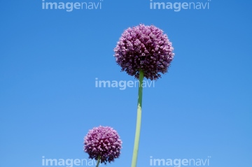 紫玉ねぎの花 の画像素材 気象 天気 自然 風景の写真素材ならイメージナビ