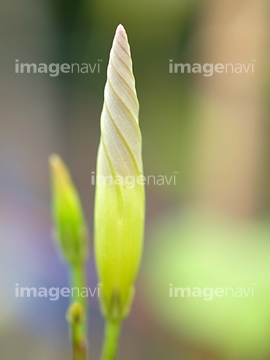アサガオ つぼみ の画像素材 花 植物の写真素材ならイメージナビ