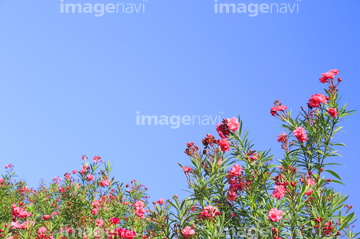 南国の花 の画像素材 リゾート 田園 町並 建築の写真素材ならイメージナビ