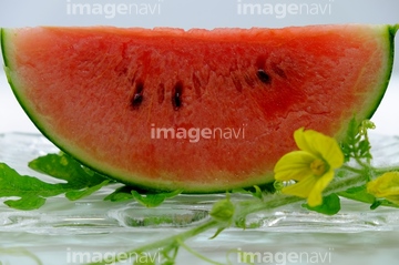 小玉スイカ 花 の画像素材 その他植物 花 植物の写真素材ならイメージナビ