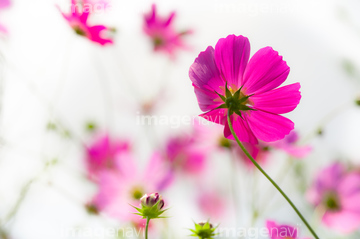 花 秋 の画像素材 葉 花 植物の写真素材ならイメージナビ