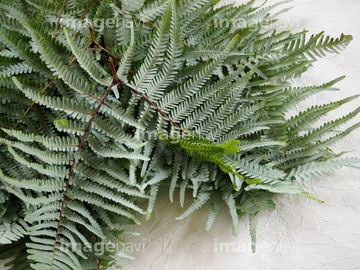 ウラジロの仲間 の画像素材 その他植物 花 植物の写真素材ならイメージナビ