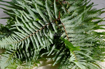 ウラジロの仲間 の画像素材 その他植物 花 植物の写真素材ならイメージナビ