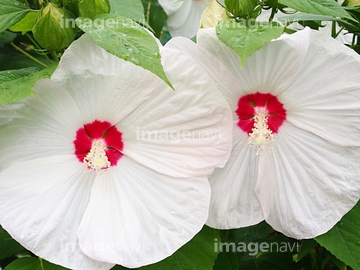 ハイビスカス 花畑 の画像素材 樹木 花 植物の写真素材ならイメージナビ