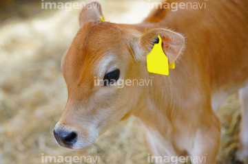 子牛 の画像素材 家畜 生き物の写真素材ならイメージナビ