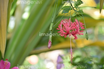 風鈴仏桑花 の画像素材 花 植物の写真素材ならイメージナビ