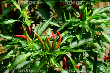 食べ物 調味料 香辛料 トウガラシ 赤唐辛子 タカノツメ 楽しみ の画像素材 写真素材ならイメージナビ