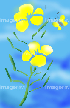 菜の花 イラスト の画像素材 季節 イベント イラスト Cgのイラスト素材ならイメージナビ