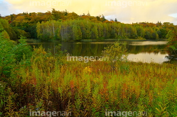 瑞穂の池 の画像素材 樹木 花 植物の写真素材ならイメージナビ
