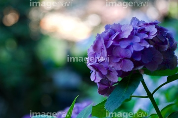 特集 Favorite Flowers 紫陽花 の画像素材 季節 イベント イラスト Cgの写真素材ならイメージナビ