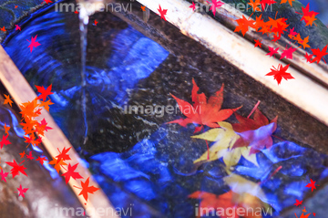 季節のイラスト 紅葉 濃淡 イラスト の画像素材 花 植物 イラスト Cgのイラスト素材ならイメージナビ