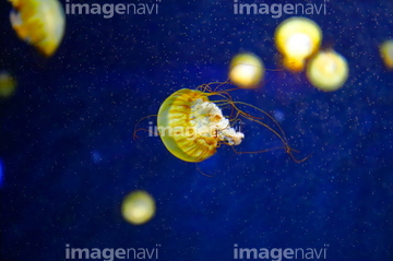 水族館 日本 夏 ロイヤリティフリー の画像素材 ペット 生き物の写真素材ならイメージナビ