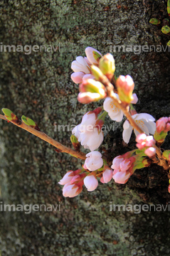 桜の蕾 の画像素材 花 植物の写真素材ならイメージナビ