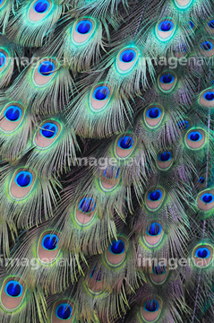 孔雀の羽 の画像素材 鳥類 生き物の写真素材ならイメージナビ