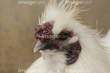 烏骨鶏 の画像素材 鳥類 生き物の写真素材ならイメージナビ