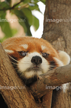 レッサーパンダ かわいい の画像素材 陸の動物 生き物の写真素材ならイメージナビ