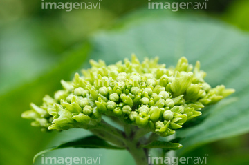 紫陽花の蕾 の画像素材 花 植物の写真素材ならイメージナビ