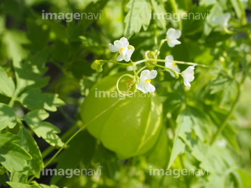 フウセンカズラ の画像素材 日本 国 地域の写真素材ならイメージナビ