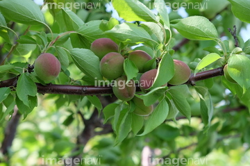 杏の果実 の画像素材 樹木 花 植物の写真素材ならイメージナビ