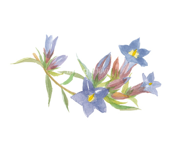 リンドウ イラスト の画像素材 花 植物 イラスト Cgのイラスト素材ならイメージナビ