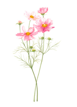 コスモス の画像素材 花 植物の写真素材ならイメージナビ